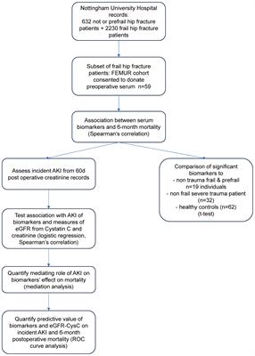 Preoperative inflammatory biomarkers reveal renal involvement in postsurgical mortality in hip fracture patients: an exploratory study